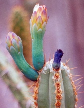 Cereus_jujuyensis